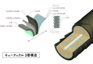 キューティクル