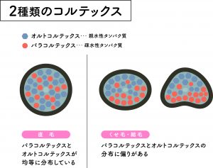 髪質　コルテックス