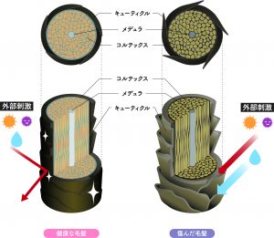 メデュラ